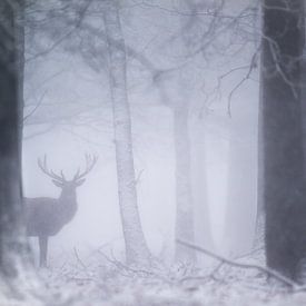 Geest van het bos van Elbert-Jan Achterberg