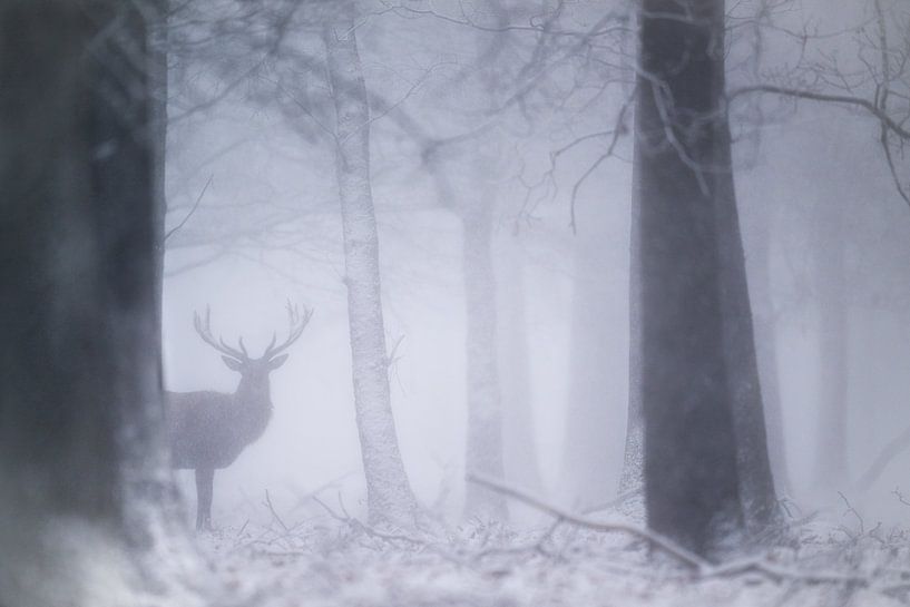 Geest van het bos van Elbert-Jan Achterberg