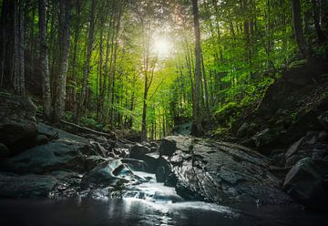 Beekwaterval in een bos. Apennijnen, Italië van Stefano Orazzini