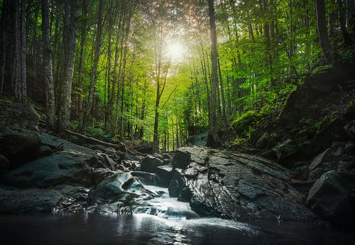 Cascade d'un ruisseau à l'intérieur d'une forêt. Apennins, Italie