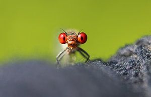 Petit œil de grenat