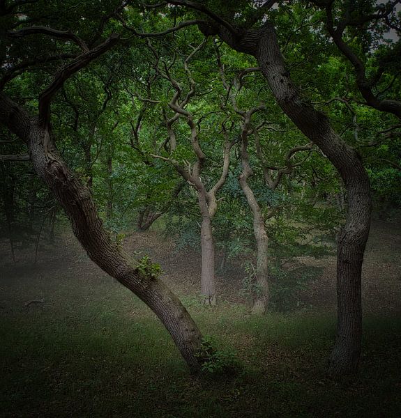 Oak trees in the misty forest near Bergen by peterheinspictures