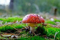 Rot mit weißen Tupfen