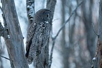 Porträt einer Bartkauz, Kanada Januar 2025