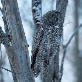 Portret van een Laplanduil, Canada Januari 2025 van Sven Scraeyen