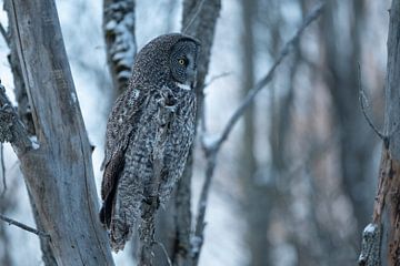 Portrait of a Great grey owl, Canada January 2025 by Sven Scraeyen