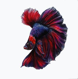 (Betta splendens) Siamese Kempvis van Brian Morgan