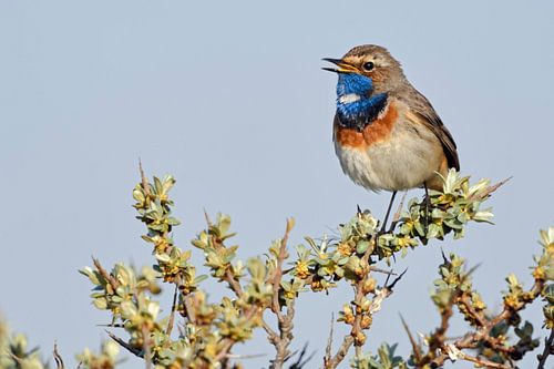 Blaukehlchen ( Luscinia svecica ), einer der sicherlich schönsten heimischen  Singvögel, wildlife, E