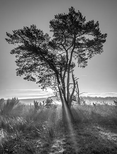 Zonneboom zwart wit
