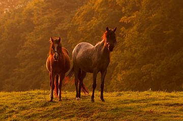 Twee paarden in het licht van de zonsondergang