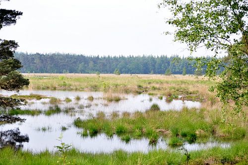 dwingelerveld