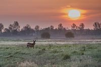 een ree met zonsopkomst
