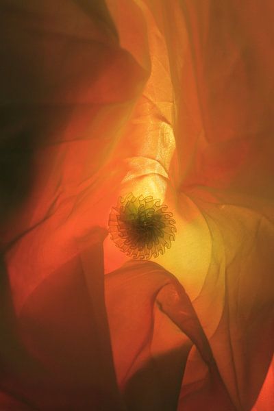 man by tys damhuis