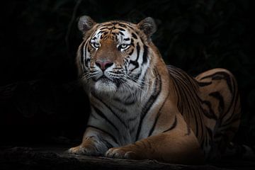 Opgeheven voor het werpen. opgeschrikt van zittende tijger, amoertijger, zwarte achtergrond van Michael Semenov