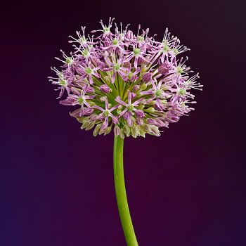 Allium