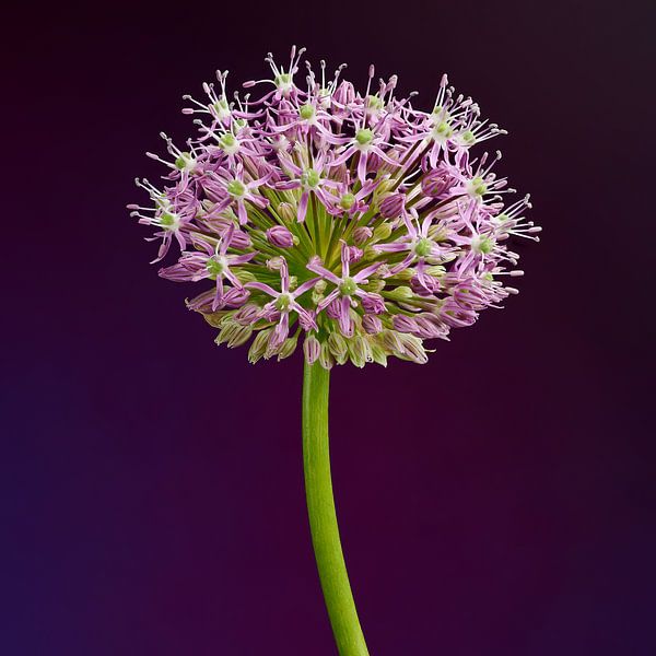 Allium by Ben Winckelmans