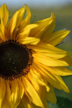 Die Sonnenblume von Samantha van Leeuwen