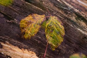 Nature-Art 003