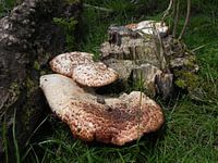 zwammen ( schimmels) 
