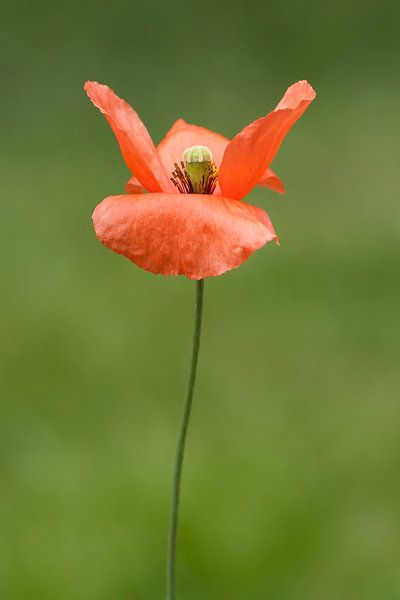 1 Mohnblume von Klaartje Majoor