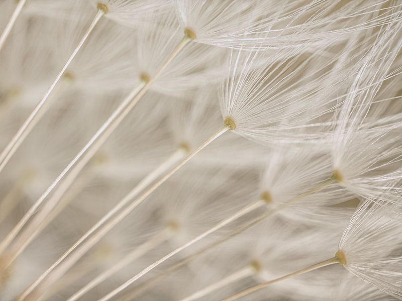 Peace and simplicity in the dandelion by Marjolijn van den Berg