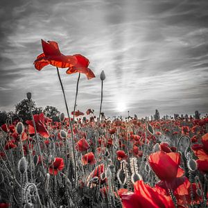 Coquelicots au coucher du soleil | colorkey