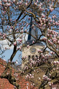 Die Kirche von Simpelveld mit einer blühenden Magnolie im Vordergrund