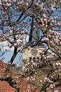 De kerk van Simpelveld met een bloeiende Magnolia op de voorgrond van John Kreukniet thumbnail
