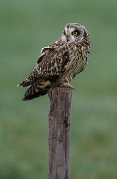 Short eared owl sur Menno Schaefer