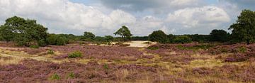 bloeiende heide bij een zandverstuiving. van Wim vd Neut