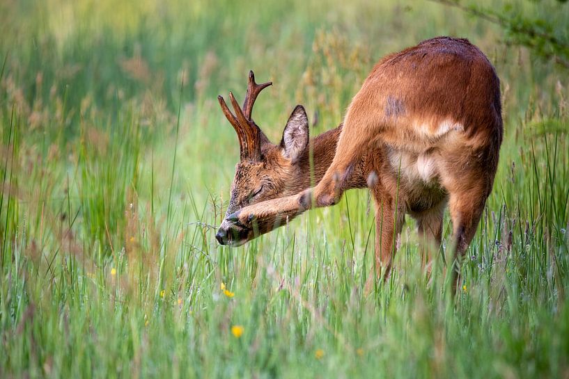 Reebok au petit matin par Marjolijn Barten