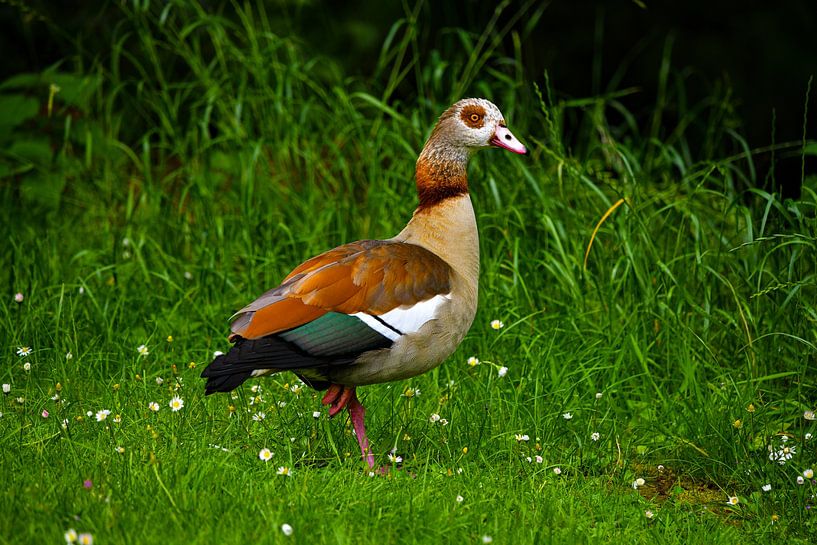 The Nile Goose by Matthias Spartz