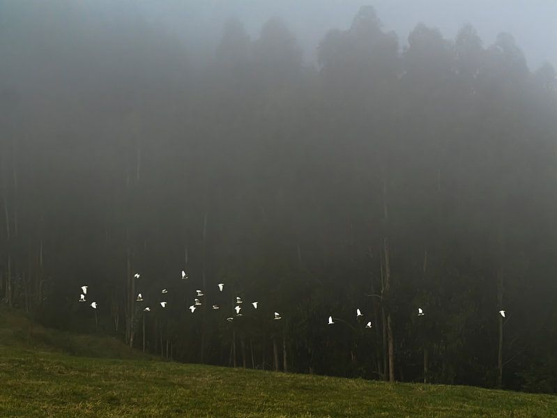 Cattle egrets in the morningsun by Willemijn Wolthaus