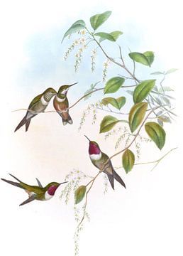 De amethist, John Gould van Hummingbirds