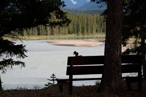 Silhouette d'un écureuil mangeant sur un banc au bord de la rivière