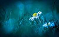 witte bloem
