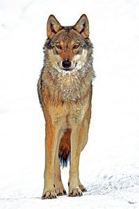 Wolf sur Marcel Schauer