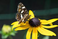 Vlinder (landkaartje) op bloem