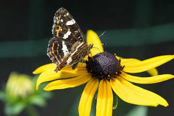 Vlinder (landkaartje) op bloem van Kristel van de Laar
