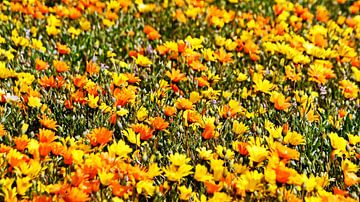 een weide vol oranje en gele kaapse bloemen