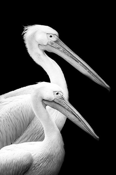 Pelicans by foto lica
