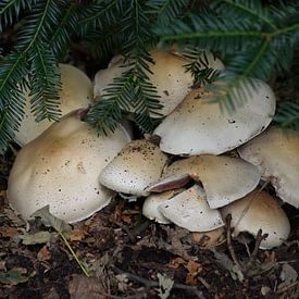 paddenstoelen von Bri V beelen