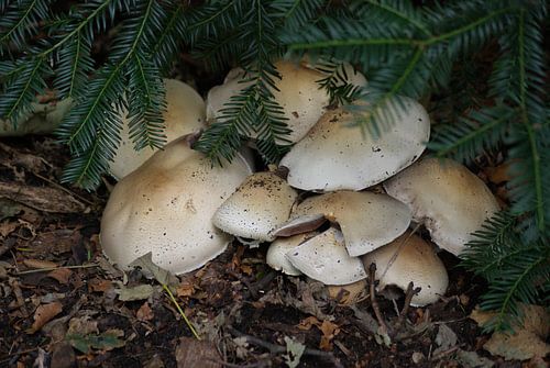 paddenstoelen van Bri V beelen