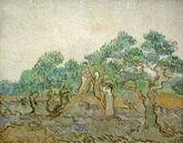 Der Olivenhain, Vincent van Gogh von Liszt Collection Miniaturansicht