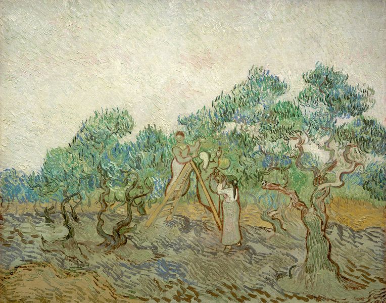 Der Olivenhain, Vincent van Gogh von Liszt Collection