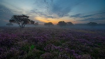 Misty Morning Heather field panorama van Klaas Doting