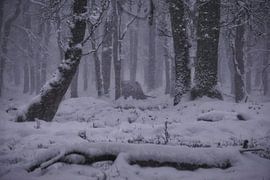 Winter in der Veluwe – Schottische Hochlandrinder im Schnee von ELGER VERMEER