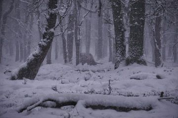Winter in the Veluwe - Scottish Highland cattle in the snow by ELGER VERMEER