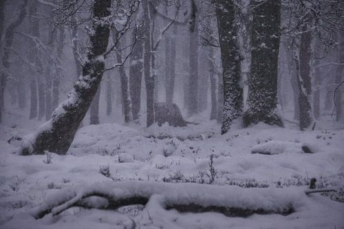 Winter op de Veluwe - Schotse Hooglanders in de sneeuw