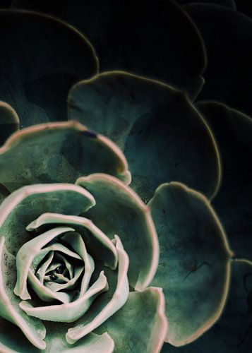 DONKERZIJDE VAN VETPLANTEN IV-C